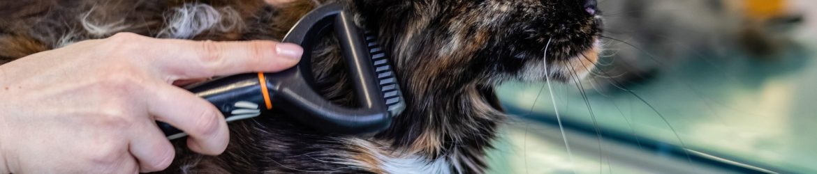 alektas-pet-6895004_1920